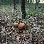 Holiday home Oaza Spokoju 1