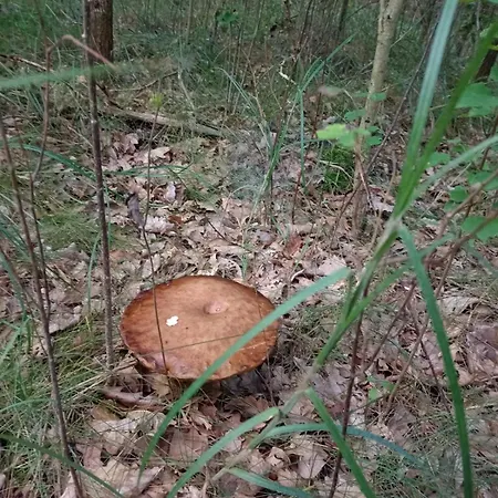 Oaza Spokoju #Naturalnie Vakantiehuis *