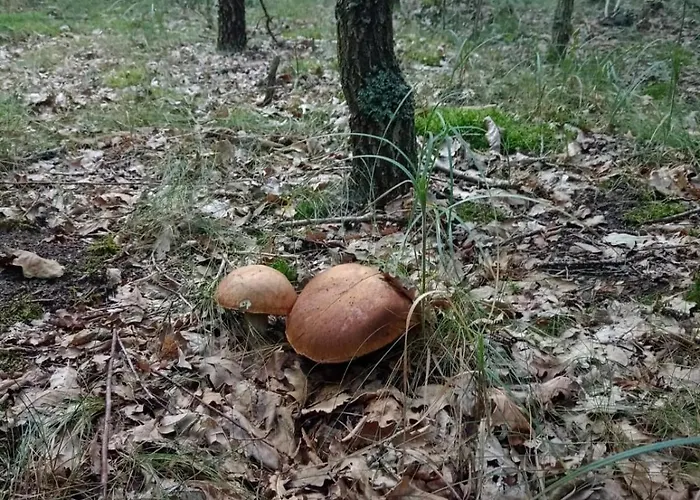 Casa de Férias Oaza Spokoju 1