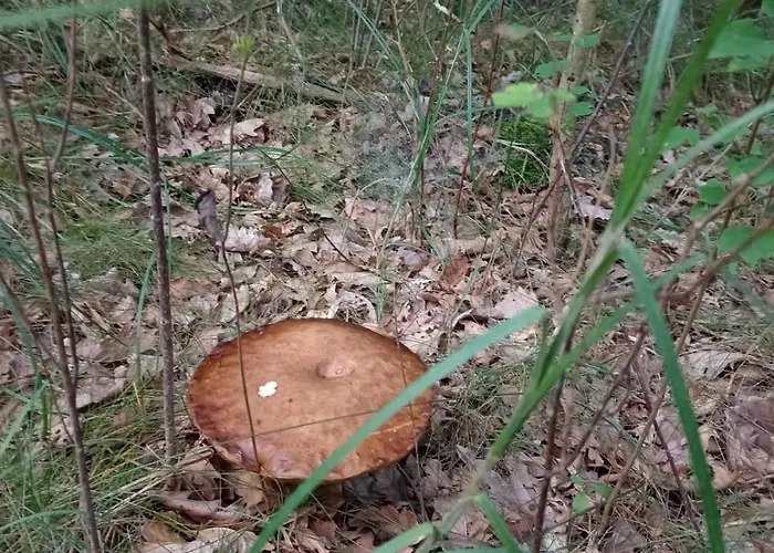 Oaza Spokoju 1 Casa de Férias *