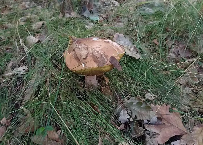 Oaza Spokoju 1 Wersk