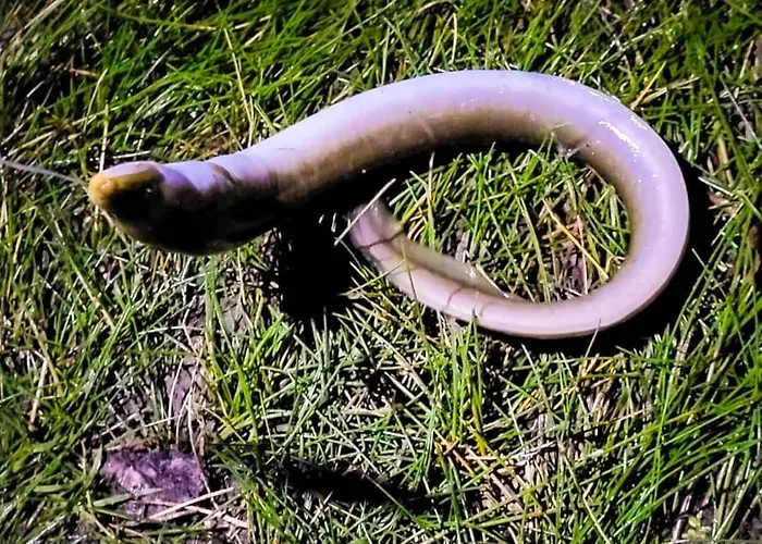 Oaza Spokoju 1 Wersk