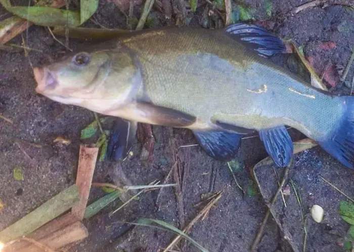 Casa de Férias Oaza Spokoju 1 *