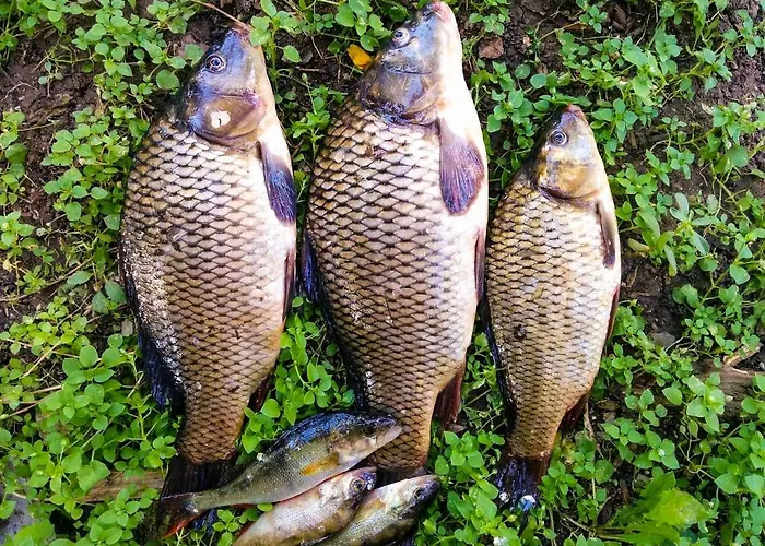 Oaza Spokoju 1 Casa de Férias Wersk